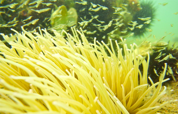 mavisehir-dergisi-yine-gururlandik3