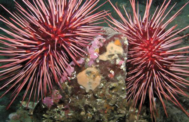 mavisehir-dergisi-gurkan-ersoy2