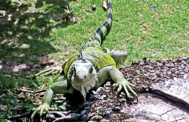 mavisehir-dergisi-incibijan8